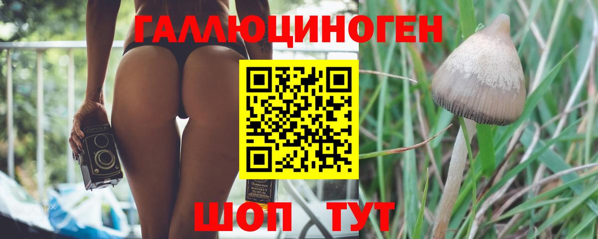 Галлюциногенные грибы мицелий  Галлюциногенные грибы Psilocybine cubensis  Свободный  Вход с VPN 